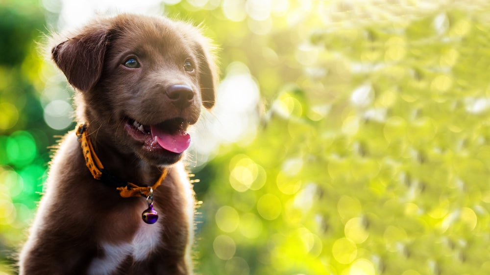3 Critical Rules to Raising a Great Puppy - McCann Professional Dog Trainers