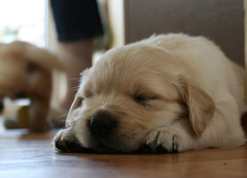 4 Easy Steps to House Training Success - McCann Professional Dog Trainers