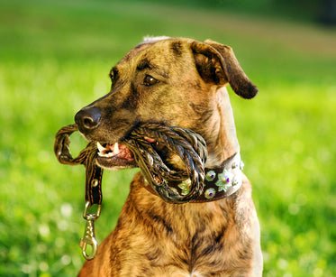 4 P's to the Perfect Pooch! - McCann Professional Dog Trainers