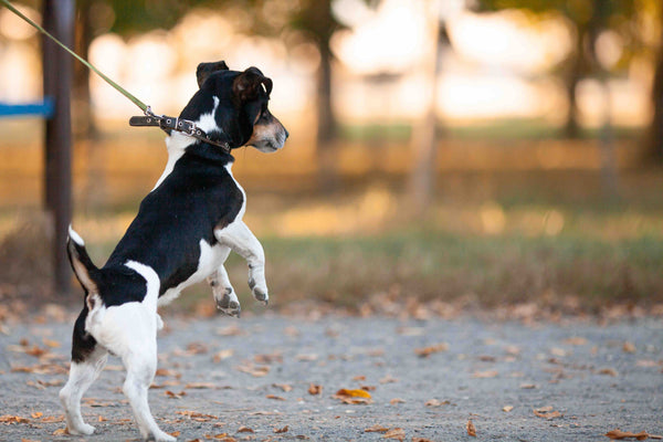 Why the Brantford Dog Park Might Be the One Thing Slowing Your Dog's Training Down | Dog Training in Brantford | McCann Professional Dog Trainers