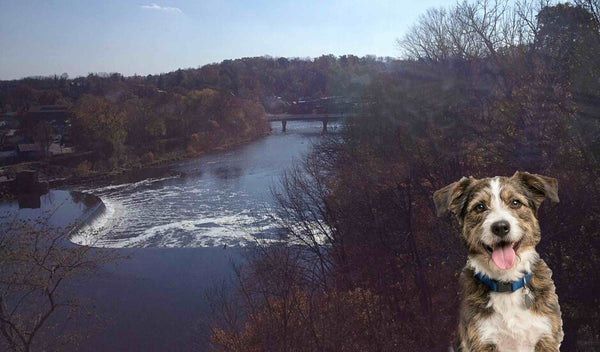 Why the Grand River Trail In Brantford Exposes Every Gap in Your Dog's Training | Dog Training in Brantford | McCann Professional Dog Trainers