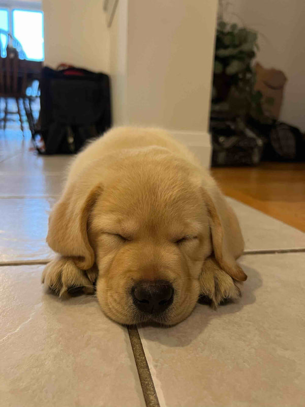 The Dundas Puppy Owner's Guide to the First Few Weeks | Puppy Training in Dundas | McCann Professional Dog Trainers