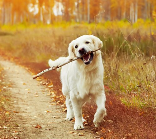 A Fun Game that could Save Your Dog's Life! - McCann Professional Dog Trainers