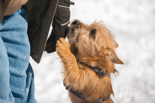 A Great Way to Stop Your Dog Jumping Up is to Teach them to Jump Up! - McCann Professional Dog Trainers