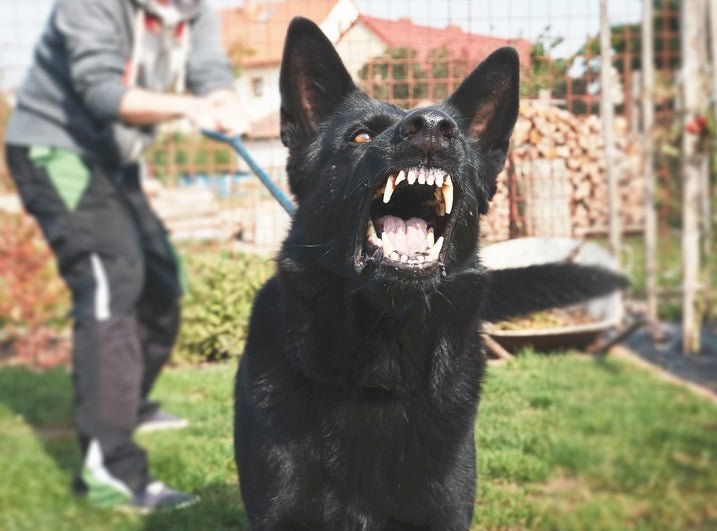 ALWAYS the First Step in Dog Rehabilitation - McCann Professional Dog Trainers