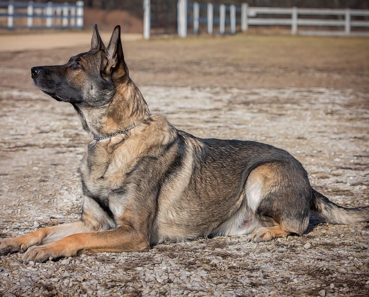 Another Life-Saving Skill that EVERY Dog Should Know - McCann Professional Dog Trainers