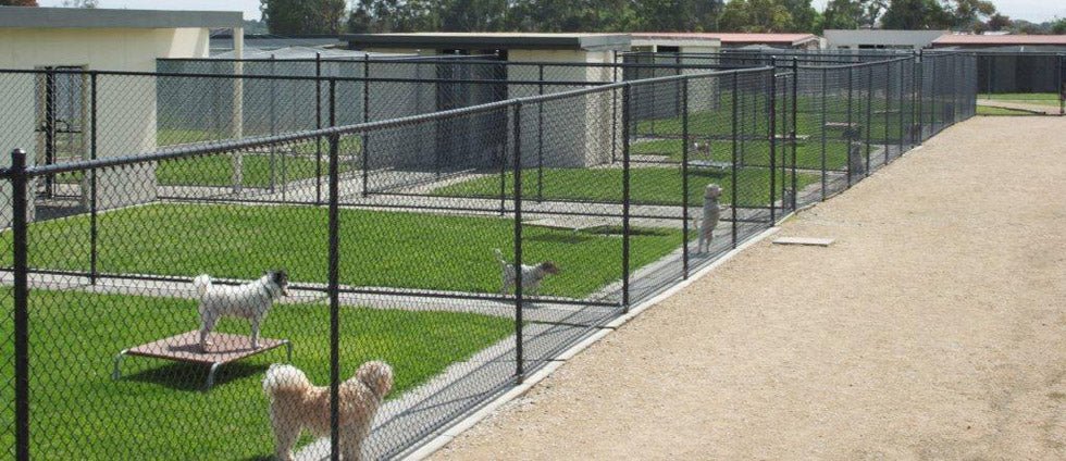 Boarding Dogs: 6 Steps to Limit Stress - McCann Professional Dog Trainers