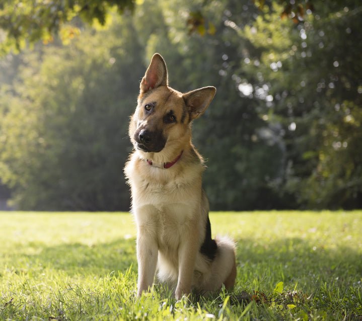 Can Your Dog Sit? Dog Training Puzzle Solved! - McCann Professional Dog Trainers