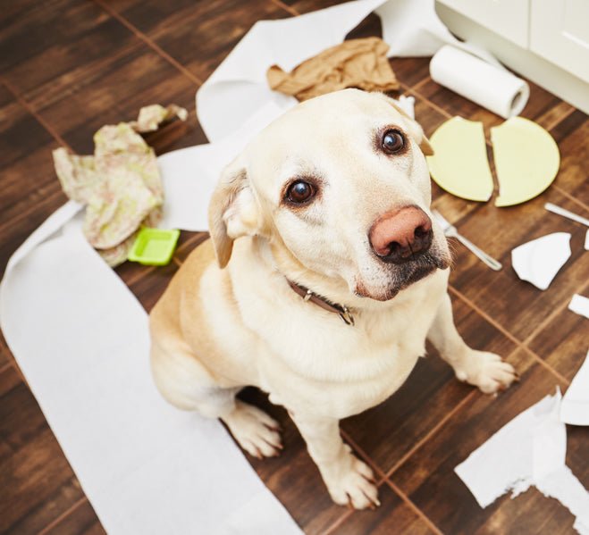 Changing a Habit - McCann Professional Dog Trainers