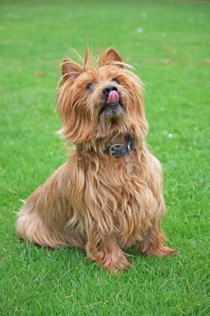 Choosing a Dog Trainer - McCann Professional Dog Trainers