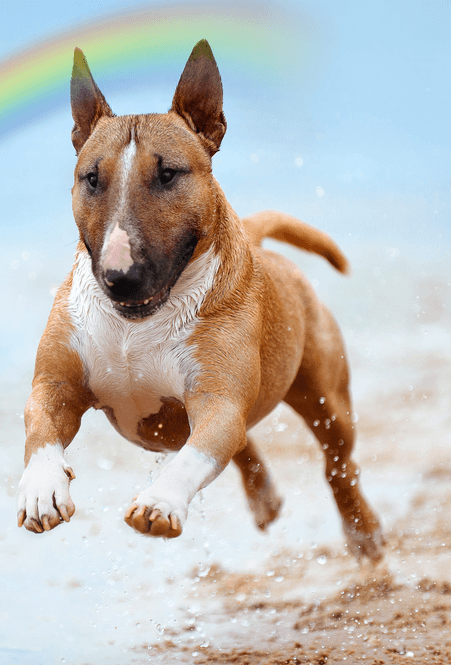 Commentary On a Dog Who Was Starved to Death - McCann Professional Dog Trainers