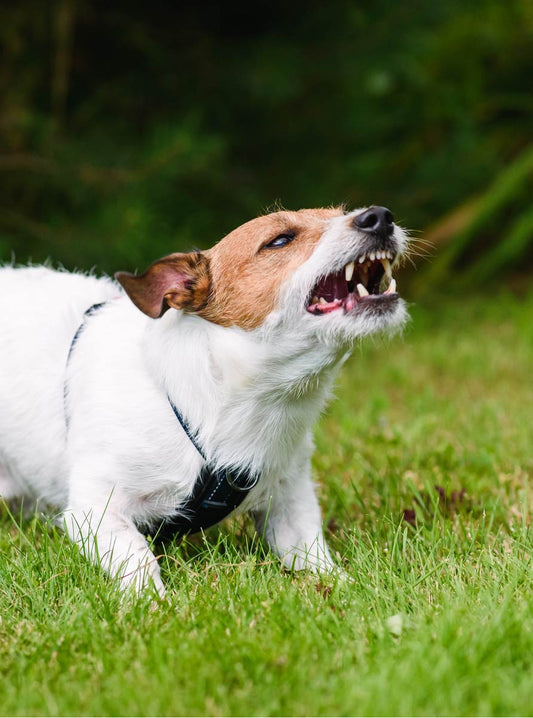 Dog Trouble? What to do While you Wait to See a Professional - McCann Professional Dog Trainers