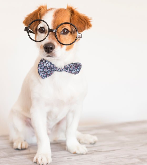 EVIL Genius or What? Why Does Your Dog ALWAYS Do That? - McCann Professional Dog Trainers