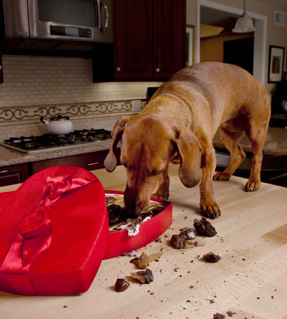 Fact or Myth: Chocolate is Toxic for Dogs - McCann Professional Dog Trainers