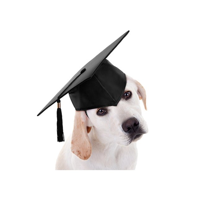 First Dog Training Class - Without the Dog?!? - McCann Professional Dog Trainers