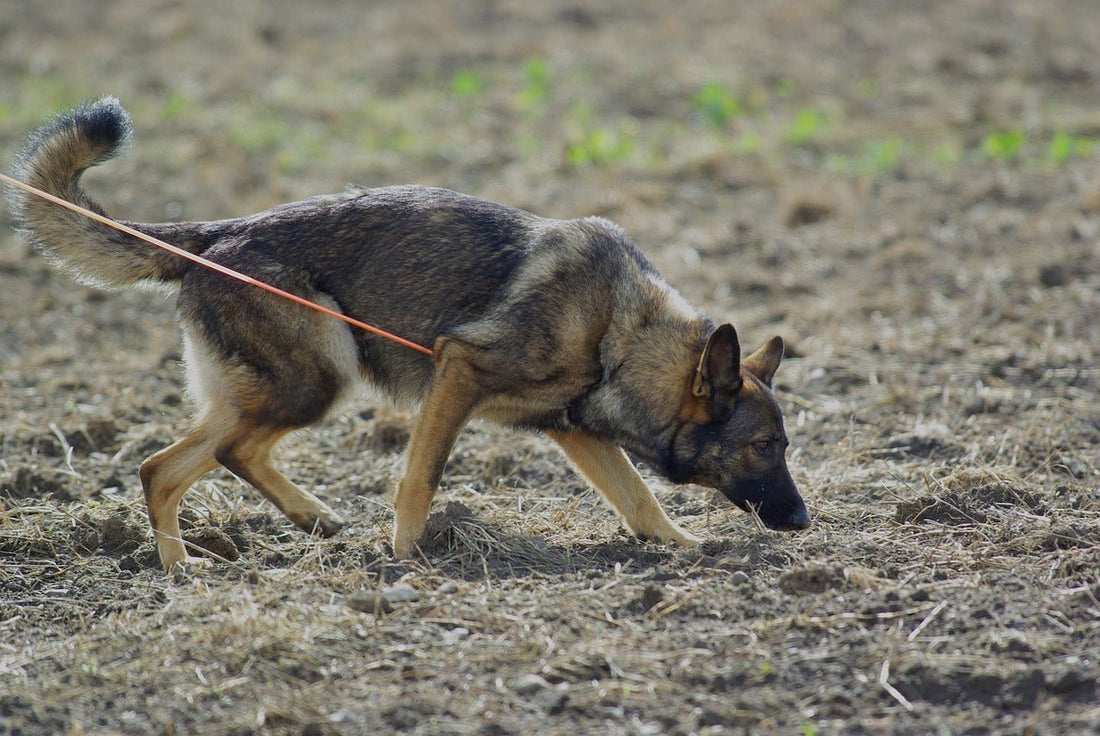 Fun Games to Play with Your Dog: Tracking - McCann Professional Dog Trainers