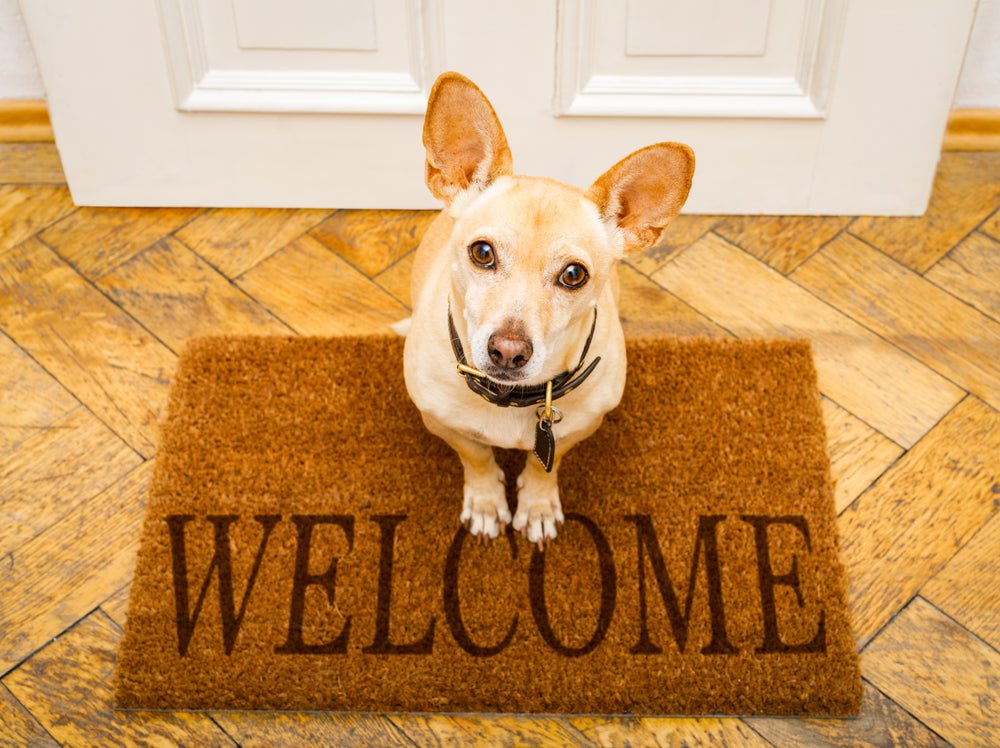 Get to know McCann Dogs! - McCann Professional Dog Trainers