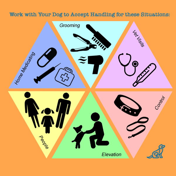 Handling and Why It's Important - McCann Professional Dog Trainers