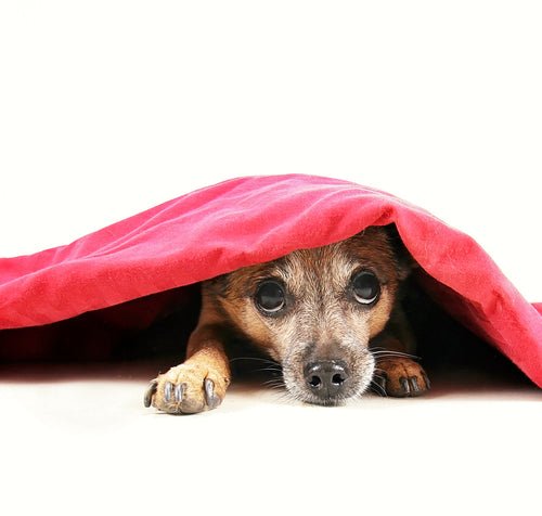 Help! My Dog is Afraid of Thunder! - McCann Professional Dog Trainers