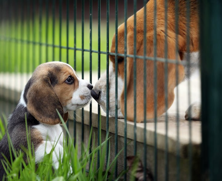 How to Introduce a New Dog to Your Other Dogs - McCann Professional Dog Trainers