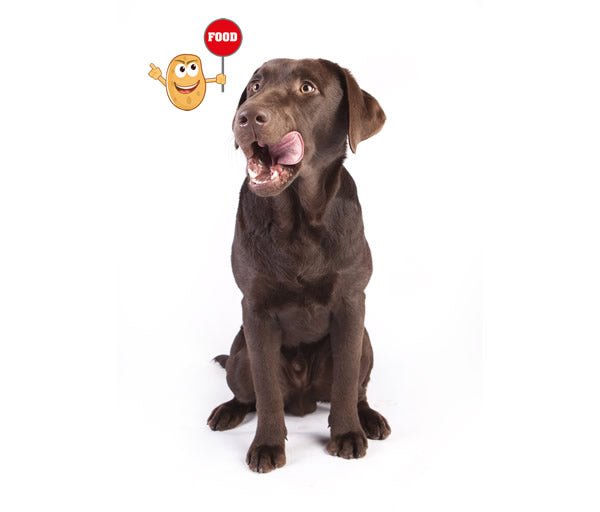 How to Stop Counter Surfing - McCann Professional Dog Trainers