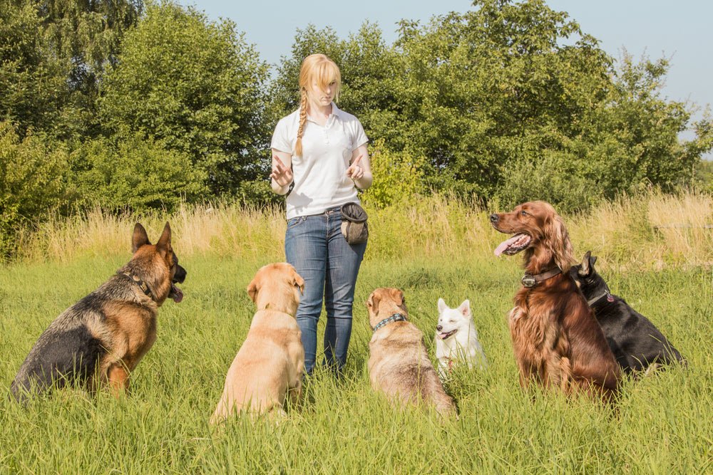 If a Dog Trainer Could Only Tell You ONE Thing, It Would Be.... - McCann Professional Dog Trainers