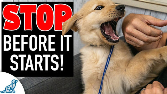 Why Puppies Nip, Bite, and Push Boundaries, And How Calm Leadership Changes Everything