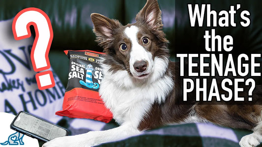 Help! My Puppy Turned Into A Bratty Teenager! (Your Survival Guide)
