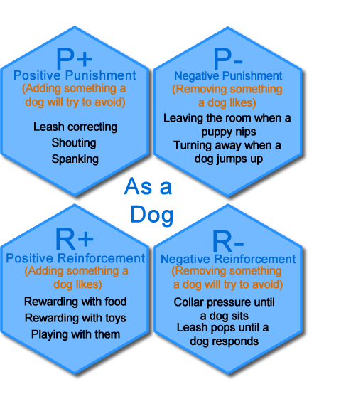 Meaningful Rewards for a Dog - McCann Professional Dog Trainers