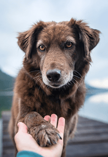Nature VS Nurture - Using Both to Improve Your Training and Relationship with your Dog - McCann Professional Dog Trainers