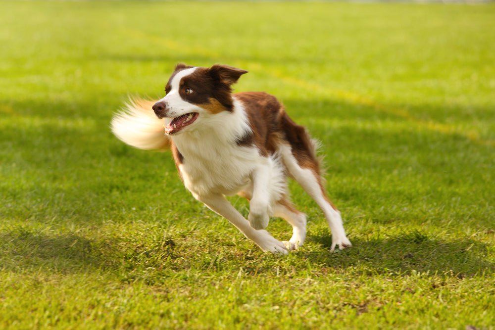 Perfecting the Recall - The Turn - McCann Professional Dog Trainers