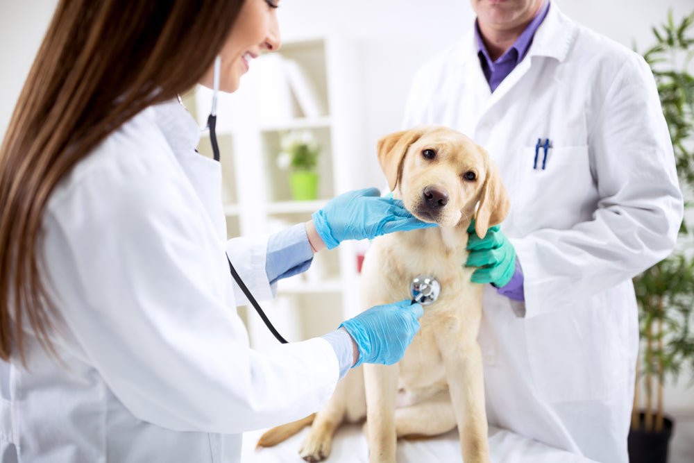 Prepping Your Dog for Vet Visits - McCann Professional Dog Trainers
