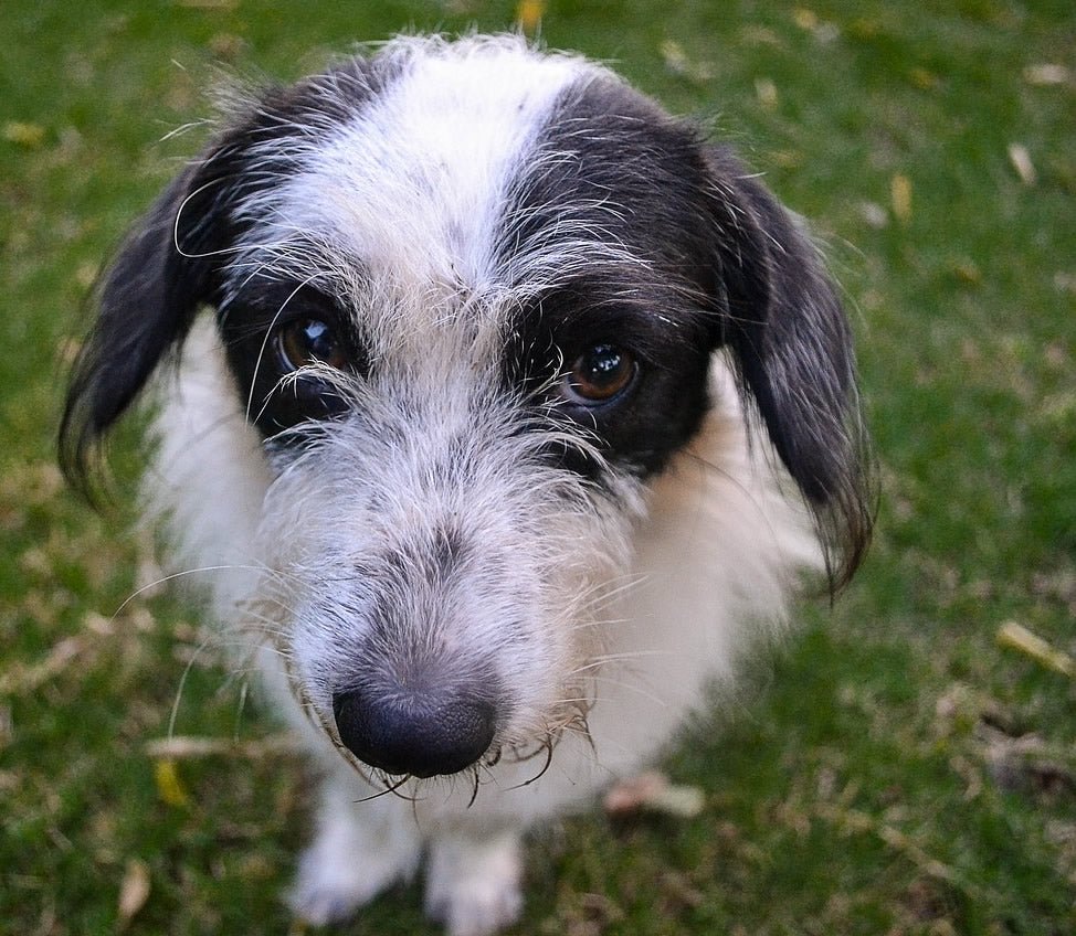 Proactive VS Reactive Training - How to Train Your Dog to Make Good Choices - McCann Professional Dog Trainers