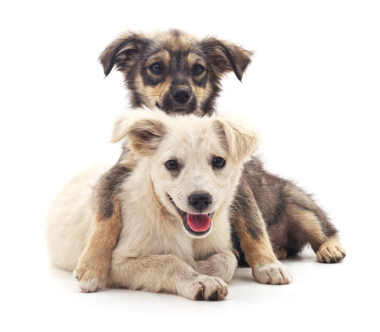Puppy Play Sessions for Success! - McCann Professional Dog Trainers