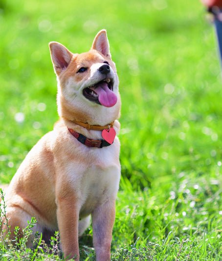 Skills for Off-Leash Control - McCann Professional Dog Trainers