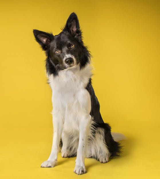 So You Think You Want a Border Collie. – McCann Professional Dog Trainers