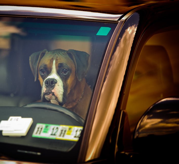 Stop! Before you Smash that Window..... - McCann Professional Dog Trainers