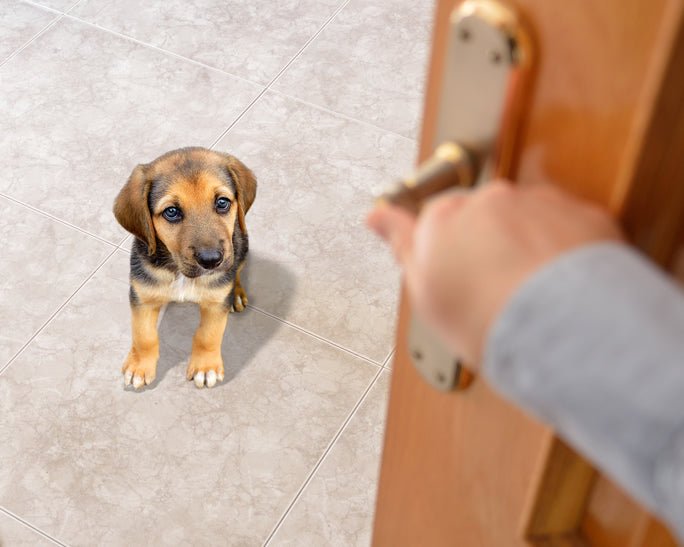 The Gate Escape! - McCann Professional Dog Trainers