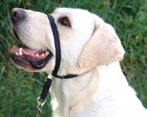 The Gentle Leader Head Halter: A Nice Way to Train - McCann Professional Dog Trainers