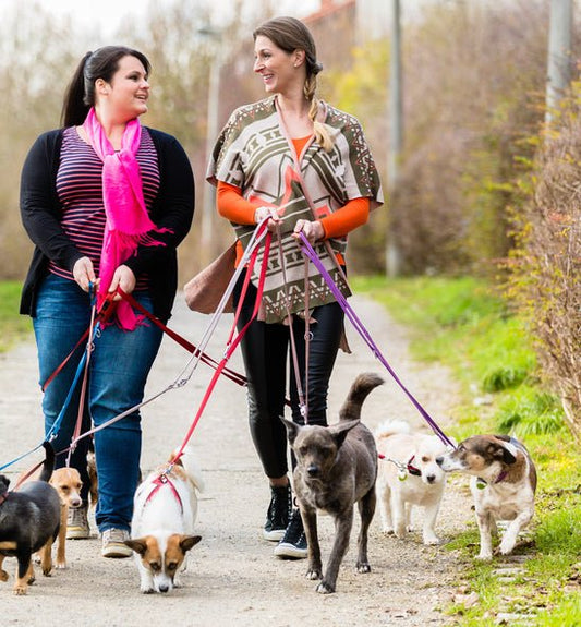 The Real Cost of Convenience - McCann Professional Dog Trainers