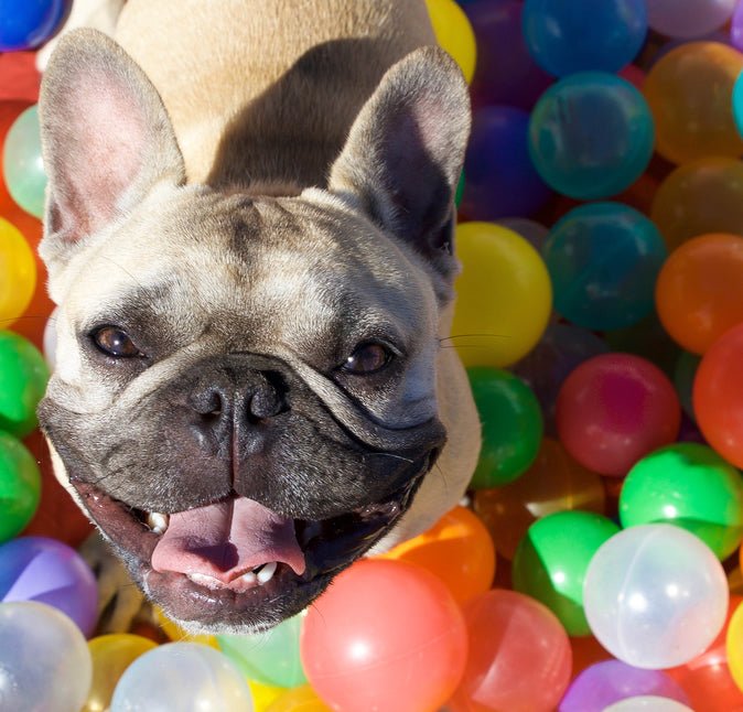 The Trouble with Enrichment - McCann Professional Dog Trainers