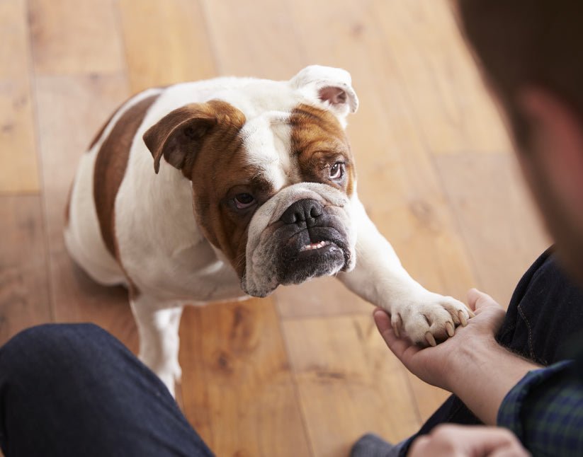 The Truth About Leadership - McCann Professional Dog Trainers