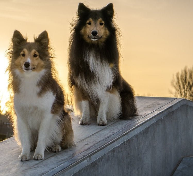 Think You Shouldn't Teach Your Dog To Sit? - McCann Professional Dog Trainers