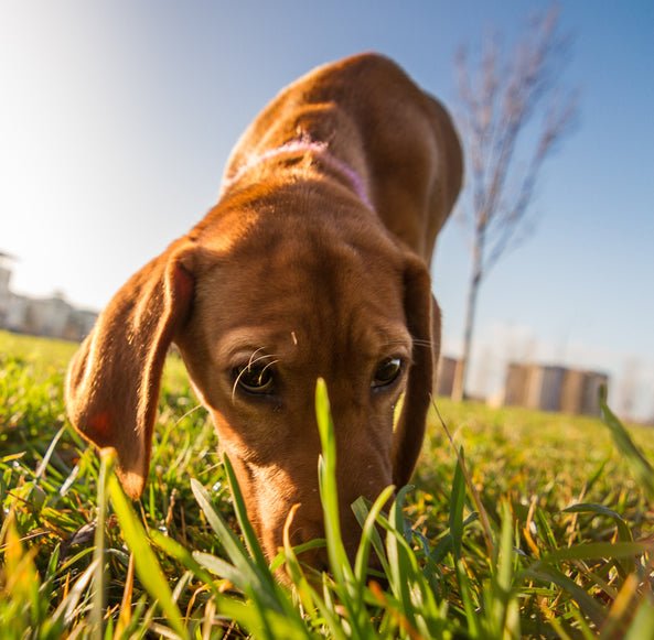 Think Your Dog WON'T Come? - McCann Professional Dog Trainers