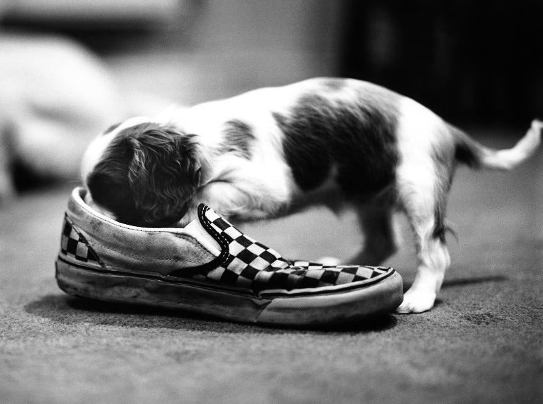 Top 10 Reasons NOT To Get A Puppy McCann Professional Dog Trainers top-10-reasons-not-to-get-a-puppy-mccann-professional-dog-trainers