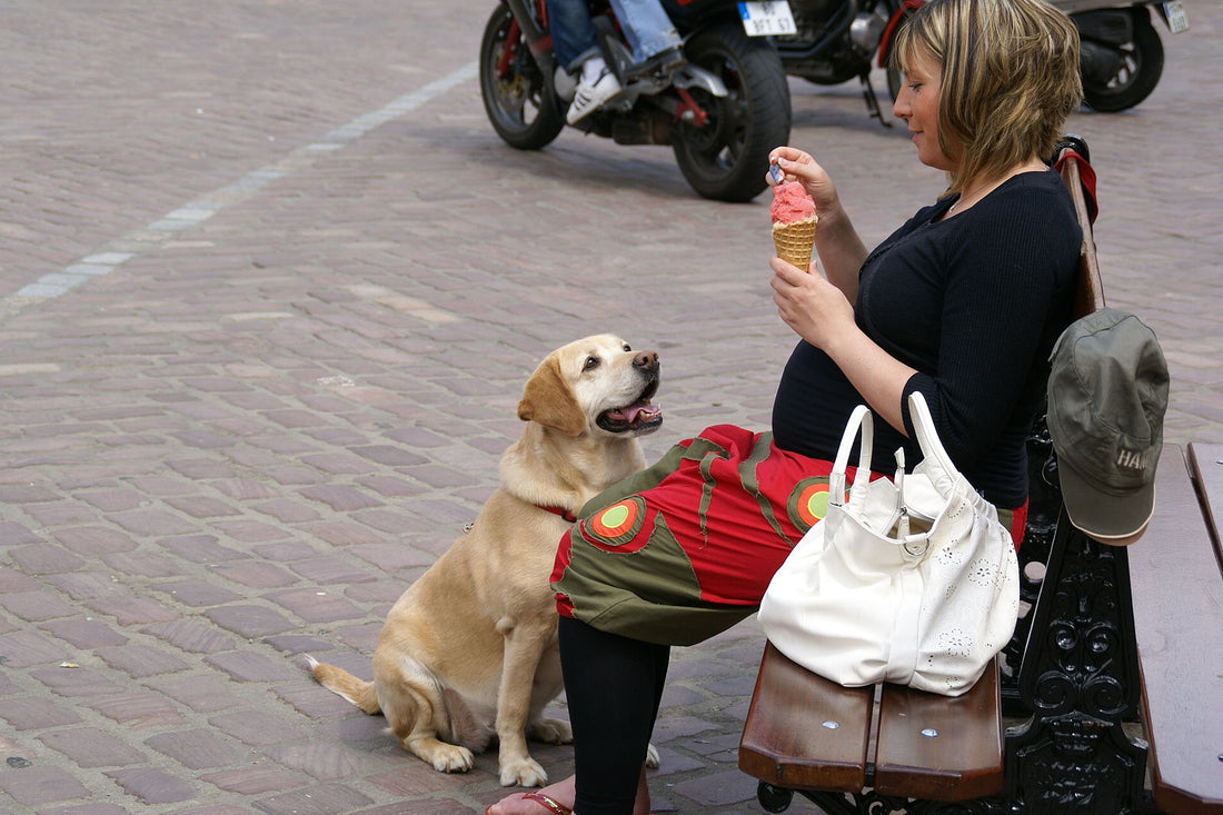 What a Beggar!!! 4 Quick steps to Stop Begging at the Dinner Table - McCann Professional Dog Trainers