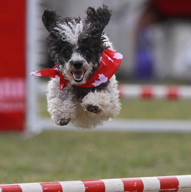 What's Dog Agility? - McCann Professional Dog Trainers