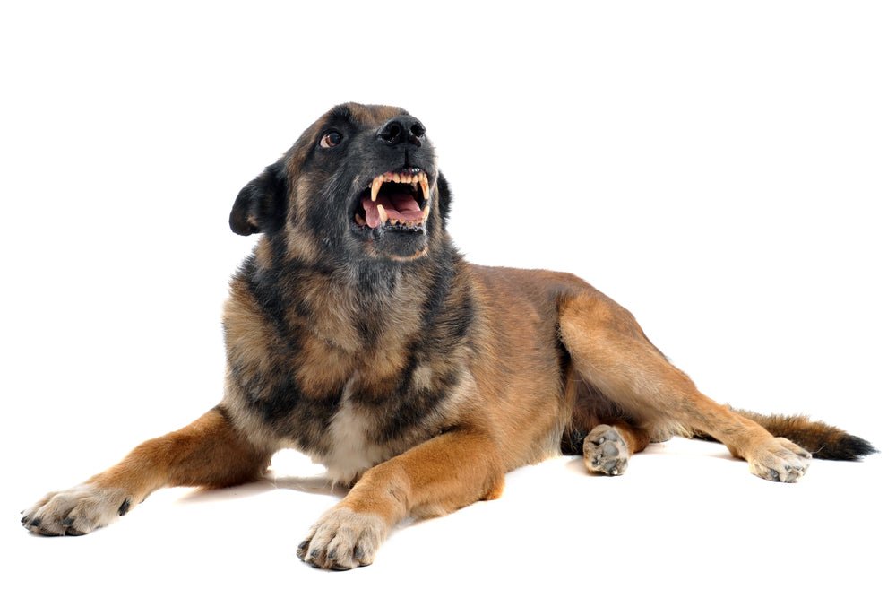 Will Socialization Help With Aggression? - McCann Professional Dog Trainers