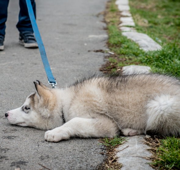 You're Right! He Doesn't WANT to Listen - McCann Professional Dog Trainers