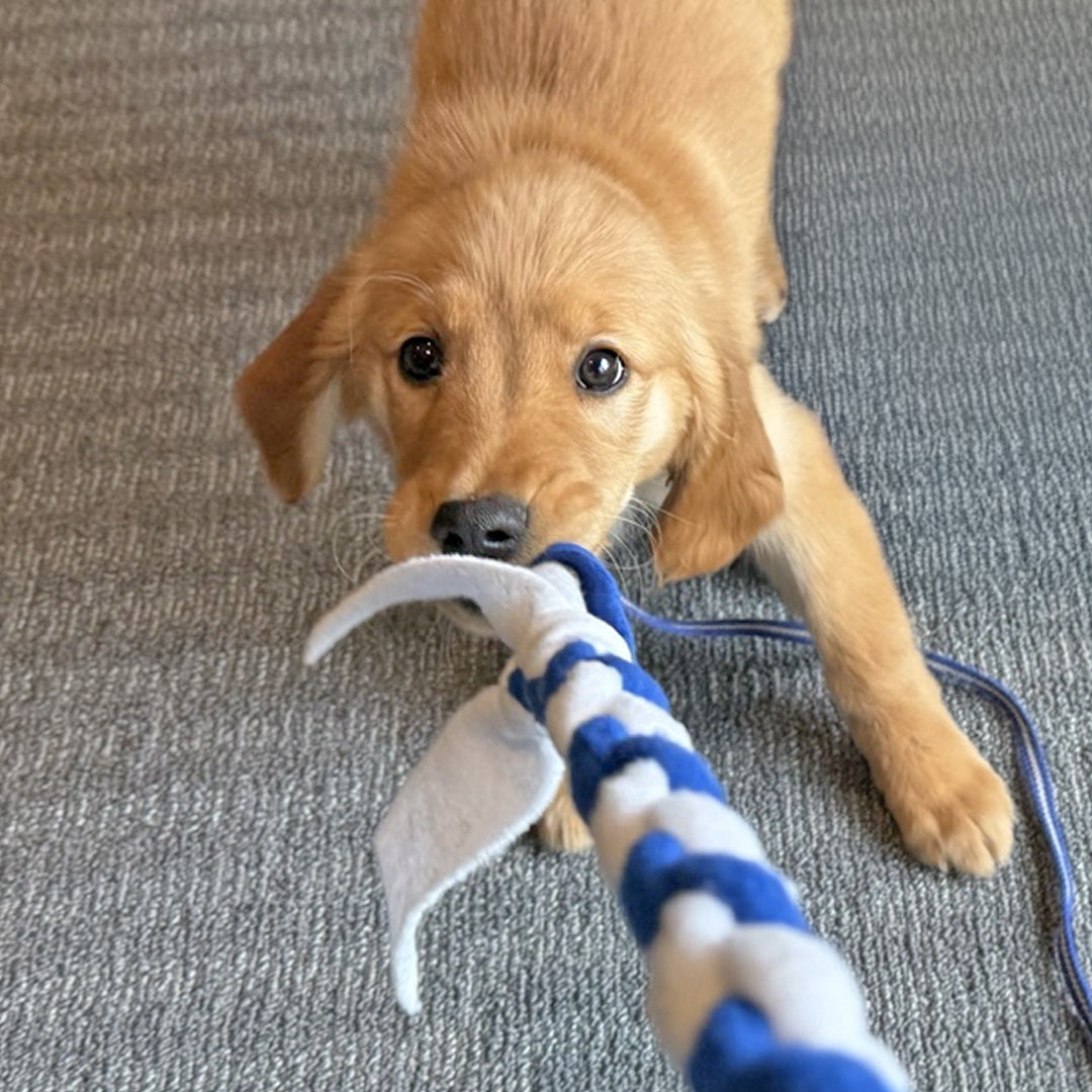Golden Retriever puppy with puppy tug